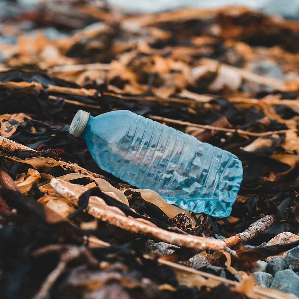 gwd-bottle-transplant